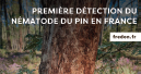Un foyer de nématode du pin détecté en France