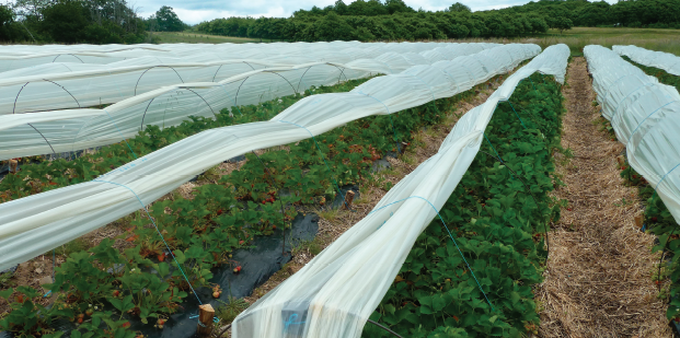 Nouvelles méthodes pour les intrants naturels