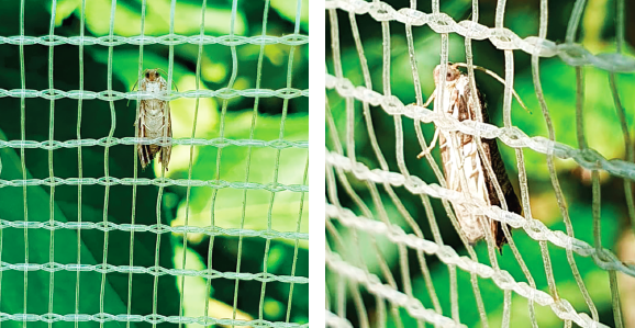 Adaptation des bioagresseurs aux méthodes alternatives
