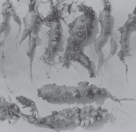 Anguillules inconnues 0