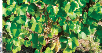 Flavescence dorée de la vigne : enrayer sa propagation