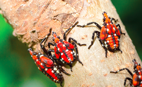 Le fulgore tacheté, un insecte exotique à surveiller