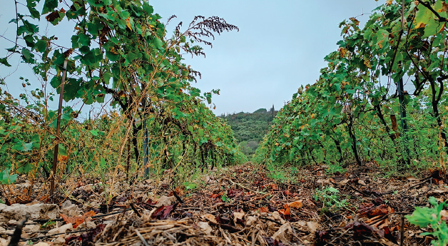 Les acariens oribates : vers une viticulture durable