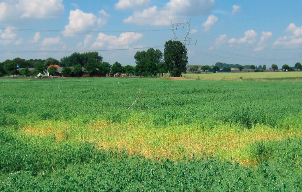 Résistance génétique et gestion durable de l’aphanomyces du pois