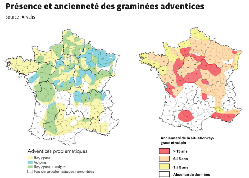 GRAMINÉES ADVENTICES EN GRANDES CULTURES - Nouveaux programmes de recherche