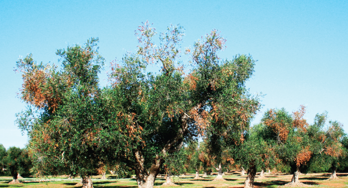 XYLELLA FASTIDIOSA - L’EFSA ouvre une consultation publique