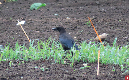 impact des corvidés dans le finage franc comtois 01